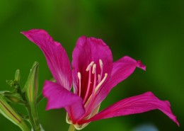紫荆花图片大全