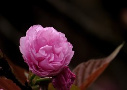 唯美的樱花图片
