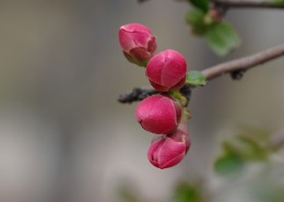 贴梗海棠花图片