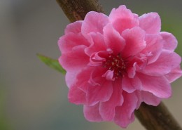 碧桃花图片大全