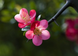 海棠花图片