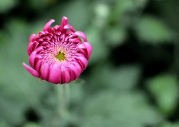 菊花图片