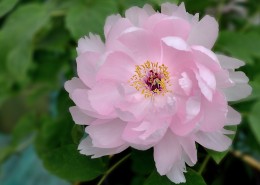 牡丹花图片大全