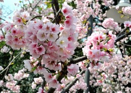 粉色樱花图片大全
