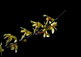 黄色迎春花图片