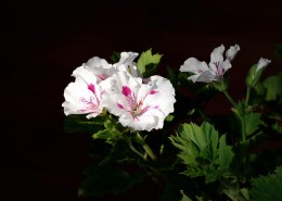 天竺葵图片大全