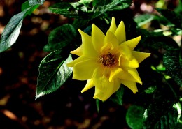 月季花图片大全