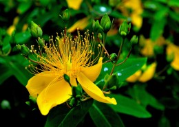 金丝桃图片大全