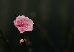 春天鲜花摄影图片