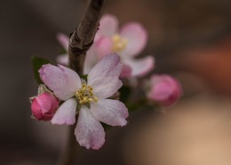 海棠花图片大全