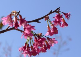 粉色樱花图片大全