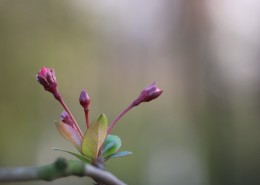 垂丝海棠嫩叶图片