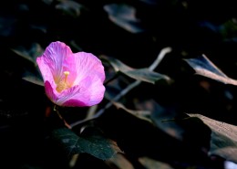 溪边粉色木棉花图片