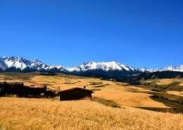 雪山下的金色麦田图片