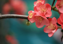 海棠花图片大全