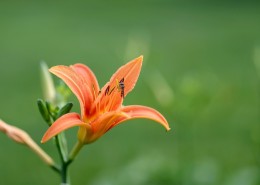 绿色背景的萱草图片大全