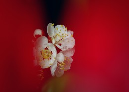 梅花图片大全