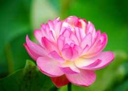 荷花图片大全