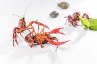 红色的小龙虾图片大全