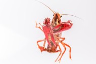 红色的小龙虾图片大全