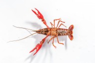 红色的小龙虾图片大全