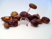 橡子坚果图片大全