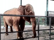 缅甸风情素描图片