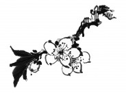 国画梅花图片大全