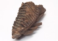 木化石图片大全