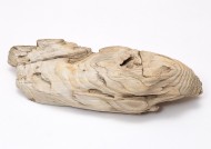 木化石图片大全