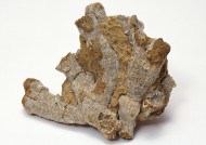 木化石图片大全