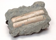 木化石图片大全