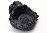 木化石图片大全