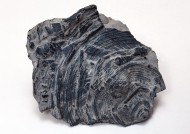 木化石图片大全