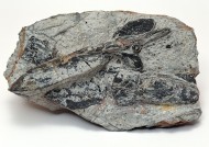 木化石图片大全