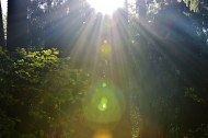 阳光穿过树缝唯美风景图片