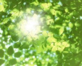 绿荫阳光图片