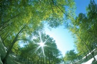 绿荫阳光图片