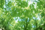 绿荫阳光图片