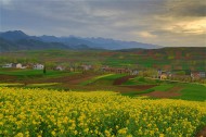 陕西西安鲍旗寨村油菜花风景图片