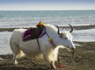 大美青海湖风景图片