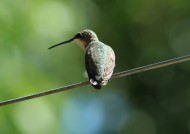 体态轻盈的蜂鸟图片