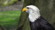 美国国鸟白头海雕头部图片大全