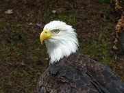 美国国鸟白头海雕头部图片大全