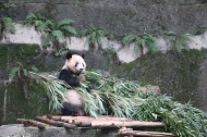 动物园饲养的可爱大熊猫图片