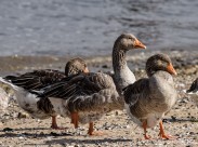 白额雁图片大全