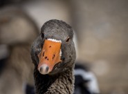 白额雁图片大全