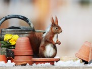 机灵可爱的松鼠图片大全