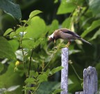 白领凤鹛图片大全