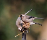 白领凤鹛图片大全
